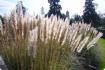 Herbe de la pampa américaine